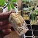 100шт Кубики з мінеральної вати 2,5 см / Кубик для пророщування насіння / Мінераловатний блок для пророщування 0234579592 фото 2